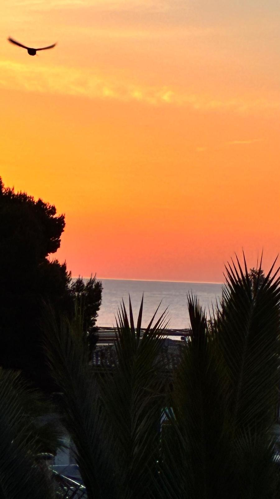 Sanfter Sonnenuntergang über dem Meer, Palmen und Vogel am Himmel, ideal für Urlaub am Hotelstrand.