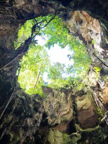 Blick aus einer Höhle auf grünes Blätterdach, lichtdurchflutet, ideal für Natururlaub.